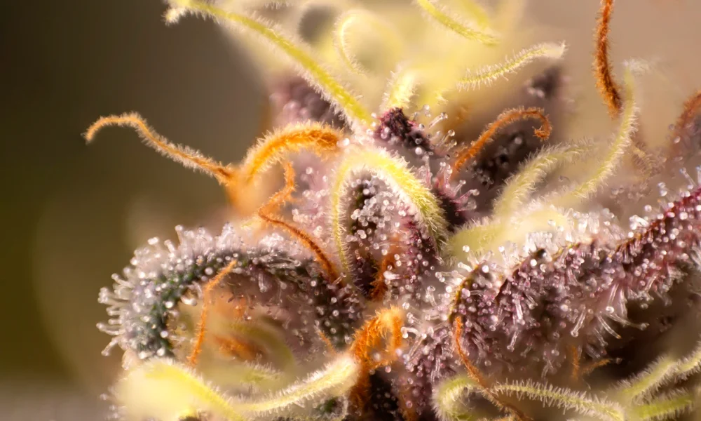 Tilray Has Strong Synergies, But Sector Remains Weak (NASDAQ:TLRY)