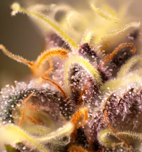 Tilray Has Strong Synergies, But Sector Remains Weak (NASDAQ:TLRY)