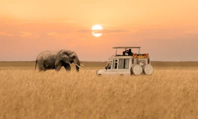 African elephant walking with tourist car stop by watching during sunset at Masai Mara National Reserve Kenya.