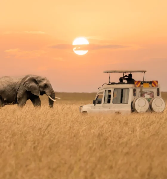 African elephant walking with tourist car stop by watching during sunset at Masai Mara National Reserve Kenya.