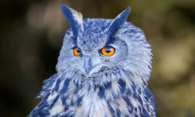 Blue Owl Capital: Don't Believe The (Negative) Hype (undefined:OWL)
