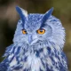 Blue Owl Capital: Don't Believe The (Negative) Hype (undefined:OWL)