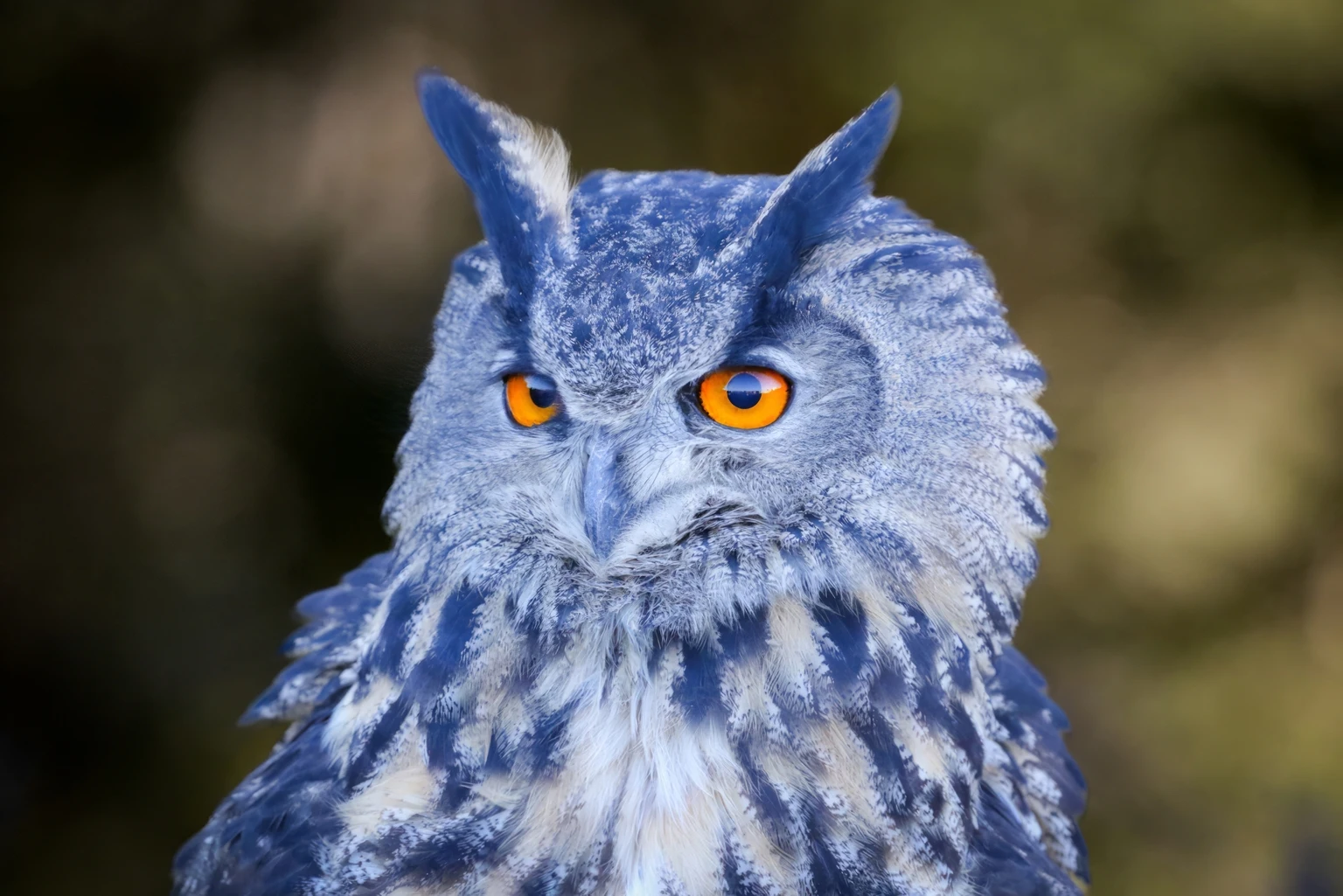 Blue Owl Capital: Don't Believe The (Negative) Hype (undefined:OWL)