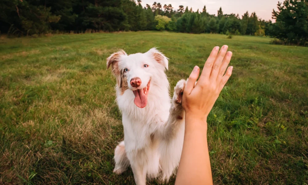 ACV: Discounted Valuation Means It's Time To Buy (Rating Upgrade)