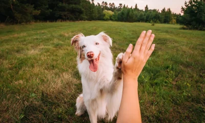 ACV: Discounted Valuation Means It's Time To Buy (Rating Upgrade)