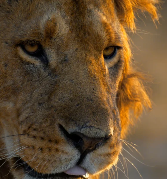 Microsoft Is 11% Of My NAV And I'm Targeting Monster Returns