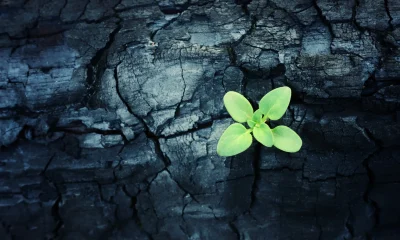 SCHD's 2026 Reconstitution: Nature Is Healing