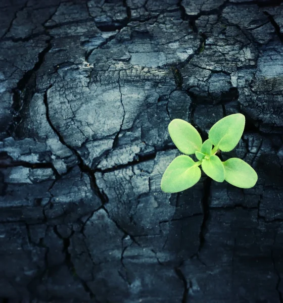 SCHD's 2026 Reconstitution: Nature Is Healing