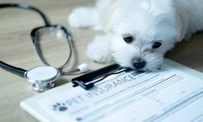 U.S. Pet Insurance Market Growth Slows In 2025, But Still Robust
