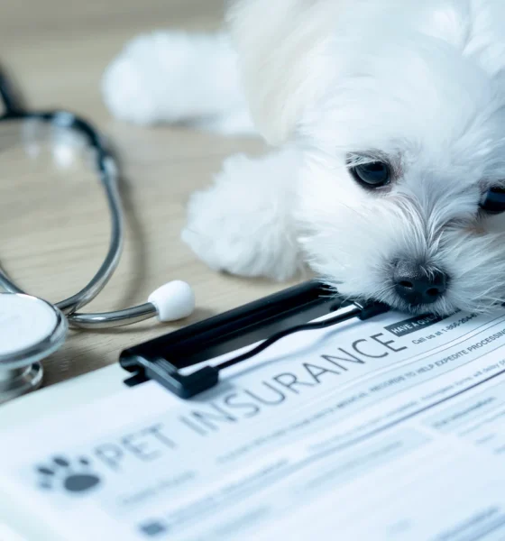 U.S. Pet Insurance Market Growth Slows In 2025, But Still Robust