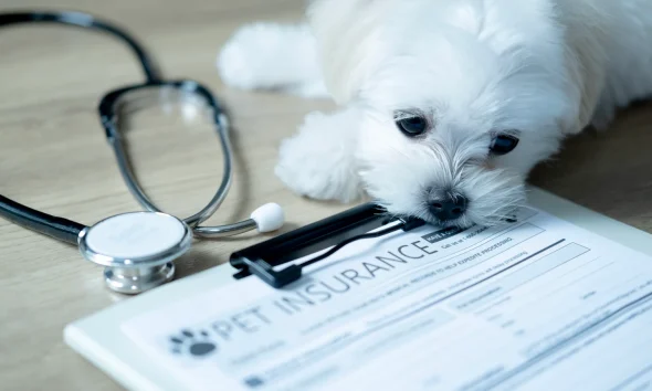 U.S. Pet Insurance Market Growth Slows In 2025, But Still Robust