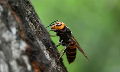 SAP Q1 Preview: It Won't Stay Down For Long (Rating Upgrade)