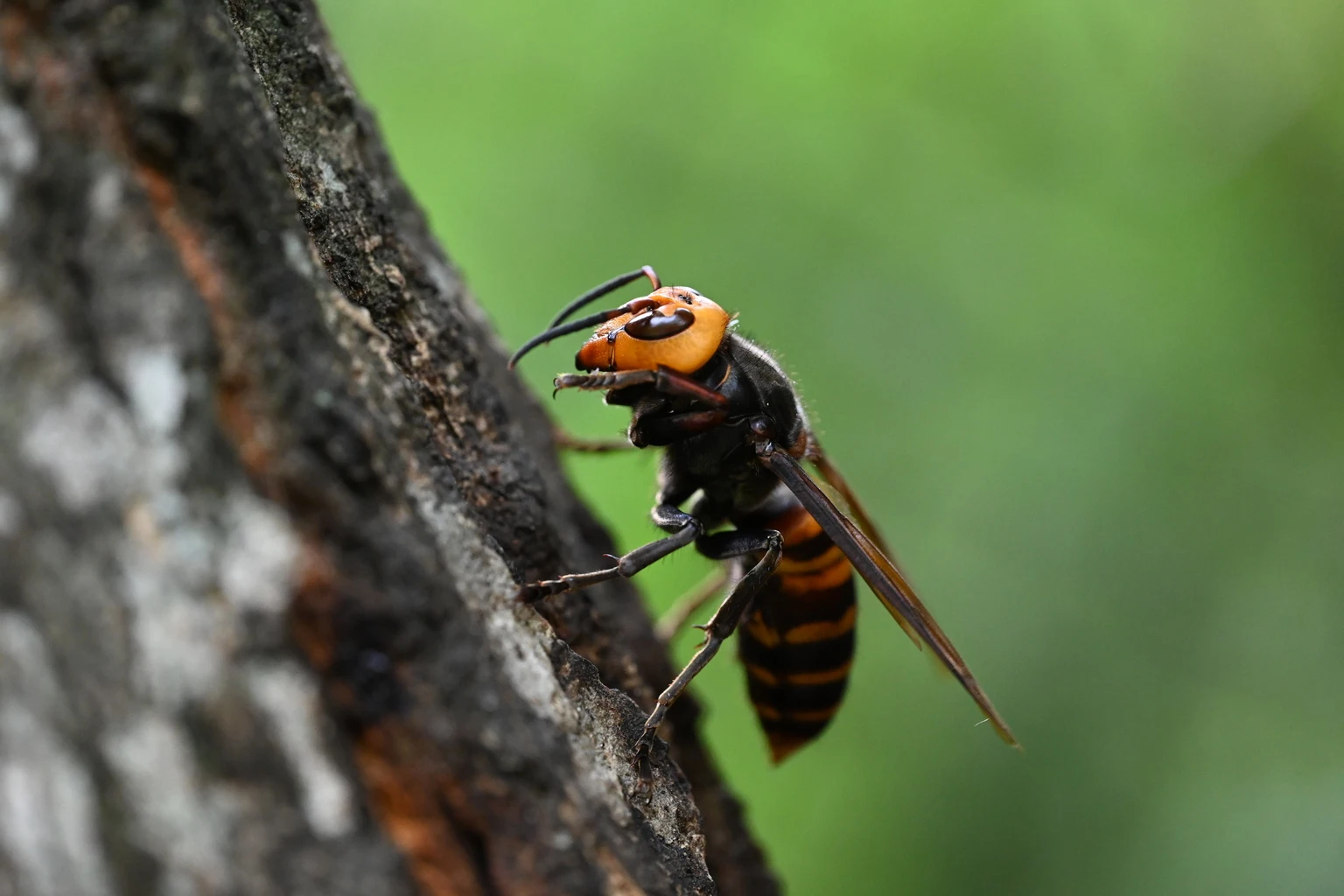 SAP Q1 Preview: It Won't Stay Down For Long (Rating Upgrade)