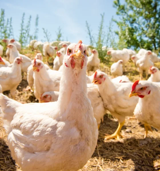 Pilgrim's Pride: Cheap On Multiples, But The Cycle Is Rolling Over