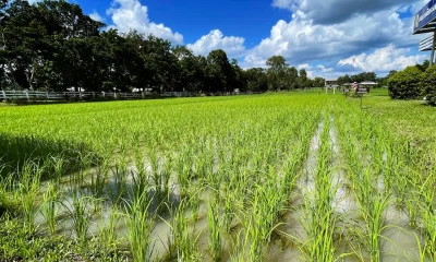 Soaring Fuel Prices Threaten Livelihoods of Thailand's Rice Farmers