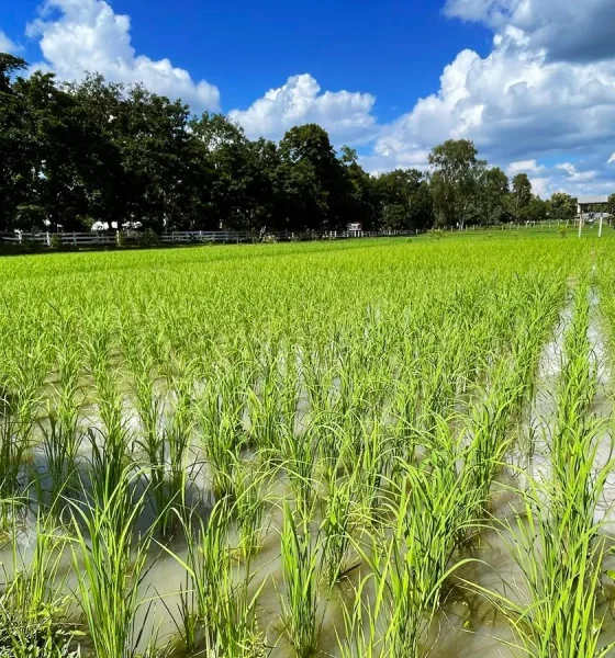 Soaring Fuel Prices Threaten Livelihoods of Thailand's Rice Farmers