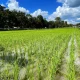 Soaring Fuel Prices Threaten Livelihoods of Thailand's Rice Farmers