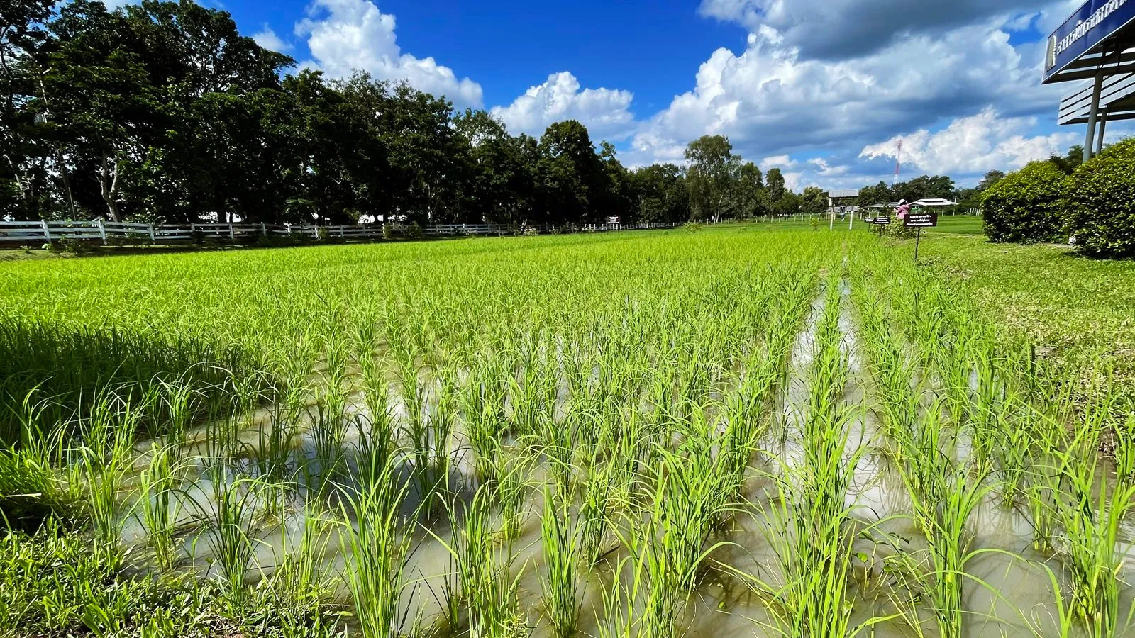 Soaring Fuel Prices Threaten Livelihoods of Thailand's Rice Farmers