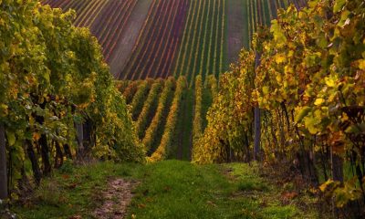 Chapel Down Hits 1 Million Bottles as English Sparkling Wine Eyes 1% of Global Champagne Market