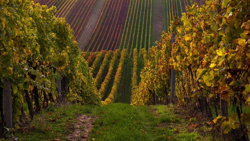 Chapel Down Hits 1 Million Bottles as English Sparkling Wine Eyes 1% of Global Champagne Market