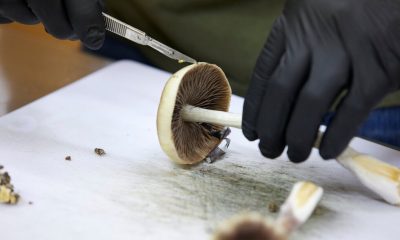 FDA: Three psychedelic drugs to get review following Trump directive