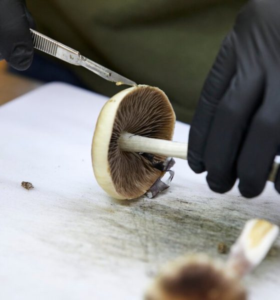 FDA: Three psychedelic drugs to get review following Trump directive