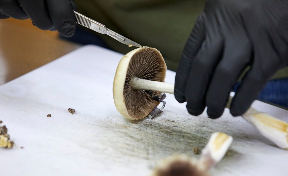 FDA: Three psychedelic drugs to get review following Trump directive