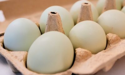 Egg prices in the US are much lower than last Easter