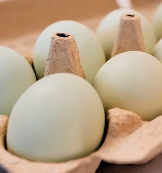 Egg prices in the US are much lower than last Easter