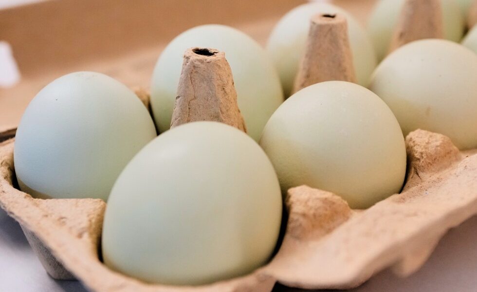 Egg prices in the US are much lower than last Easter