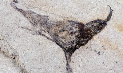New fossils provide snapshot of the beginning of complex animals that led to us