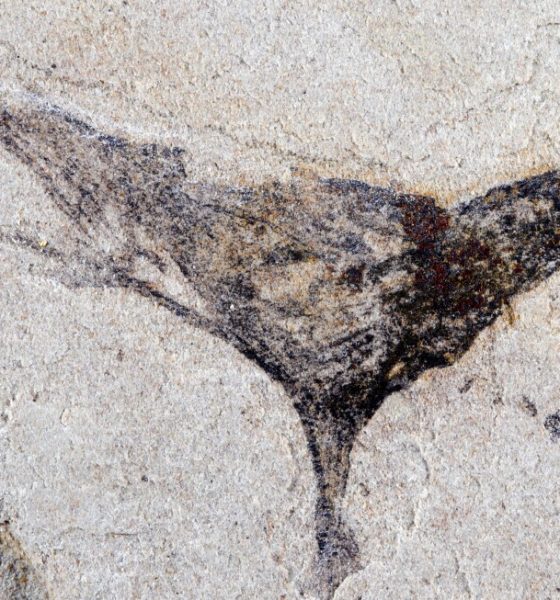 New fossils provide snapshot of the beginning of complex animals that led to us