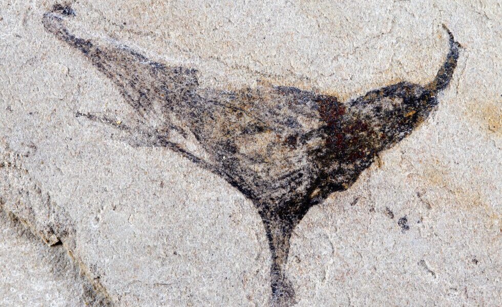 New fossils provide snapshot of the beginning of complex animals that led to us