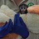Yuji, a baby patas monkey in Mexico, finds comfort in a plush companion