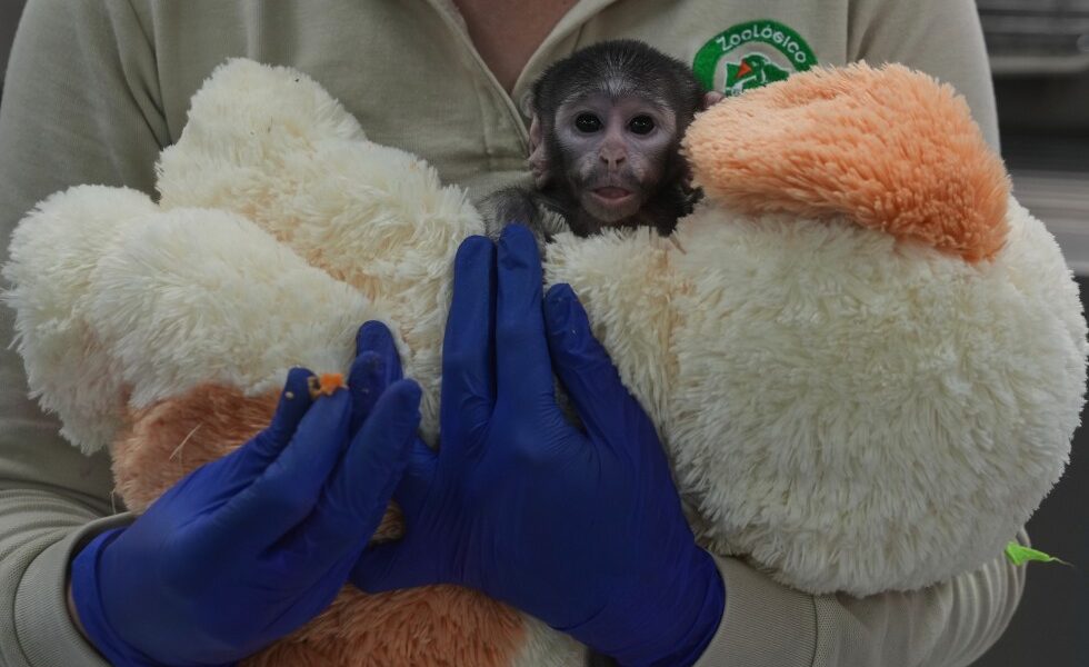 Yuji, a baby patas monkey in Mexico, finds comfort in a plush companion