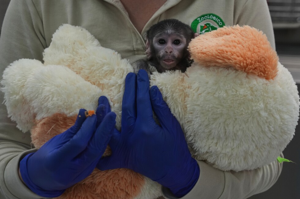 Yuji, a baby patas monkey in Mexico, finds comfort in a plush companion