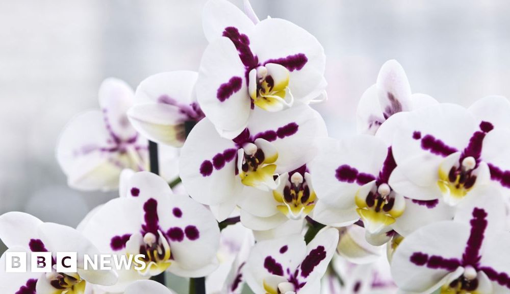 Inside the secretive and lucrative world of orchid breeding