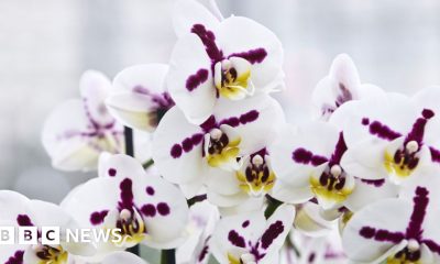 Inside the secretive and lucrative world of orchid breeding