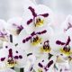 Inside the secretive and lucrative world of orchid breeding