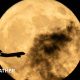 A plane seen flying in front of a Flower Moon