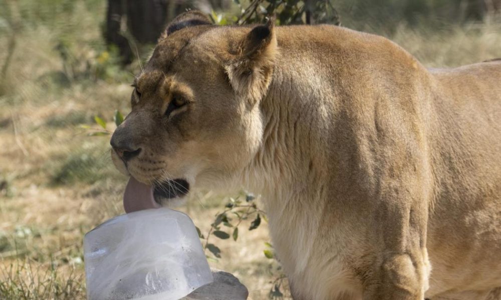 Knowsley Safari Park free entry to ‘Davids’ for Attenborough’s 100th