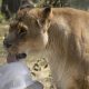 Knowsley Safari Park free entry to ‘Davids’ for Attenborough’s 100th