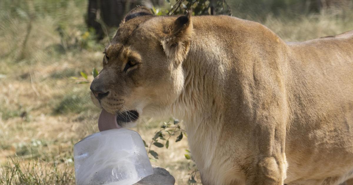 Knowsley Safari Park free entry to ‘Davids’ for Attenborough’s 100th