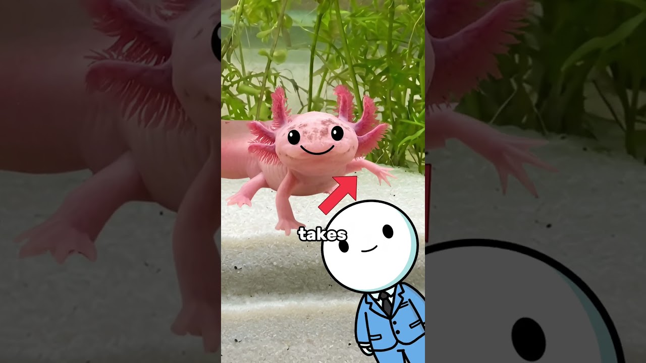 Axolotl Infinite Money Glitch?!