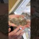 Day 94 Trying to Win MONEY from the Coin Pusher! #shorts #arcade #money