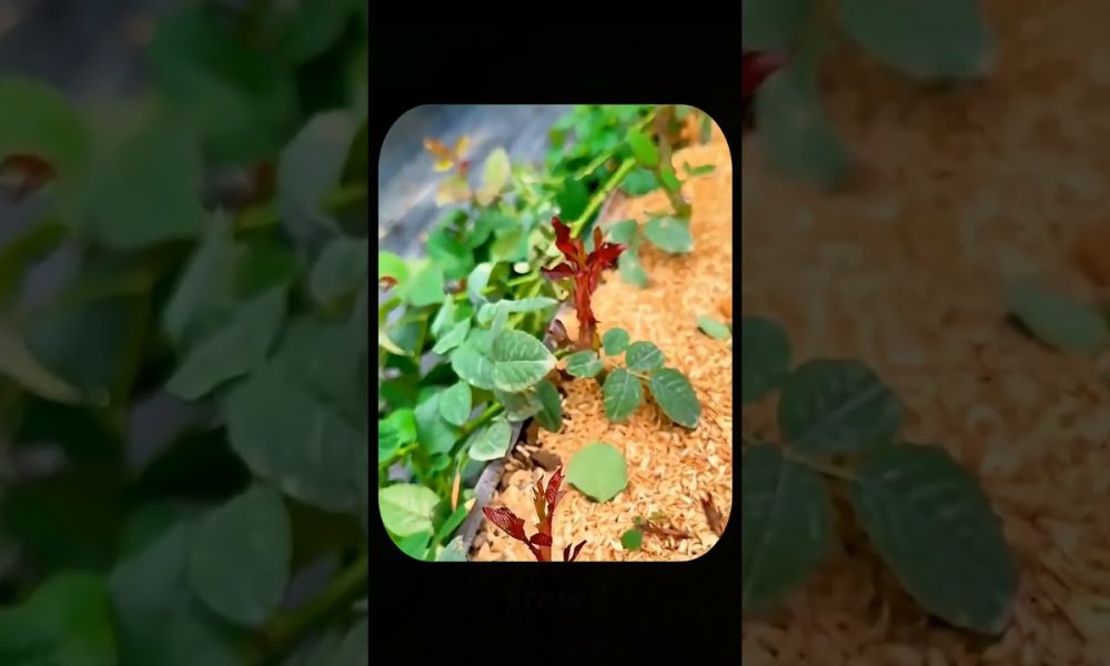 The Secret Way This Man Prints Money With A Single Rose Bush! #shorts #youtubeshorts #ytshorts