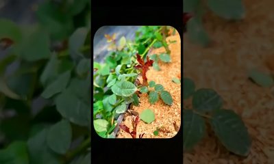 The Secret Way This Man Prints Money With A Single Rose Bush! #shorts #youtubeshorts #ytshorts