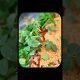 The Secret Way This Man Prints Money With A Single Rose Bush! #shorts #youtubeshorts #ytshorts