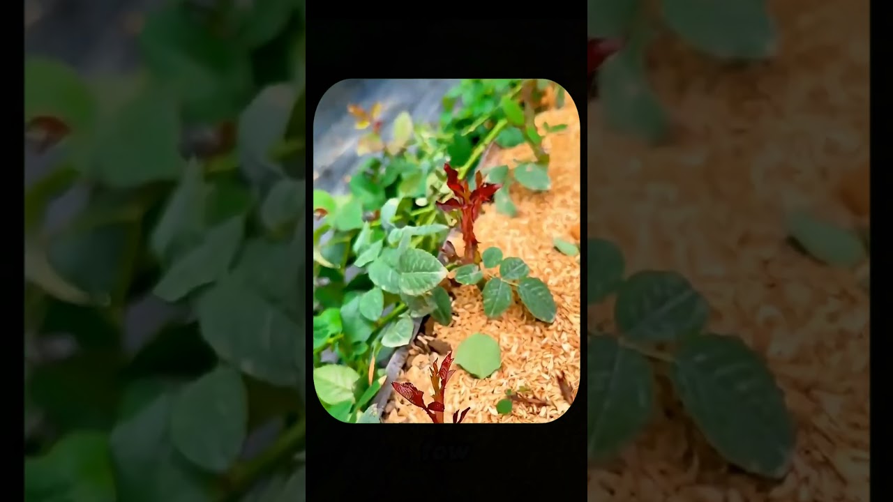 The Secret Way This Man Prints Money With A Single Rose Bush! #shorts #youtubeshorts #ytshorts