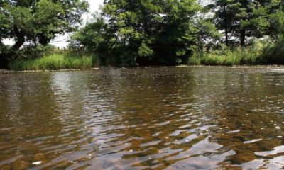 Two dogs rescued from drainage ditch in North Yorkshire
